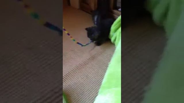 Dilleo Forest kitten playing смотреть онлайн