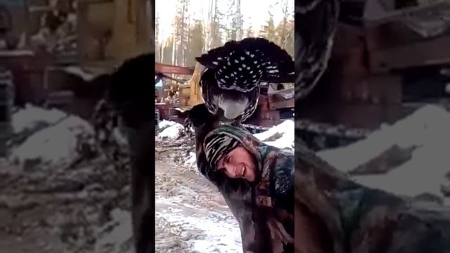 Ручной глухарь в лесу смотреть онлайн