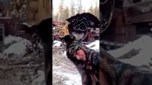 Ручной глухарь в лесу