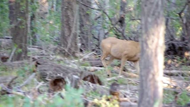 Pentax K-r Video sample. New Mexico Wild Mule Deer Spike Buck in velvet. смотреть онлайн