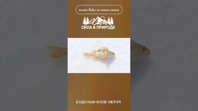 Зимняя рыбалка 2024 на окуня смотреть онлайн