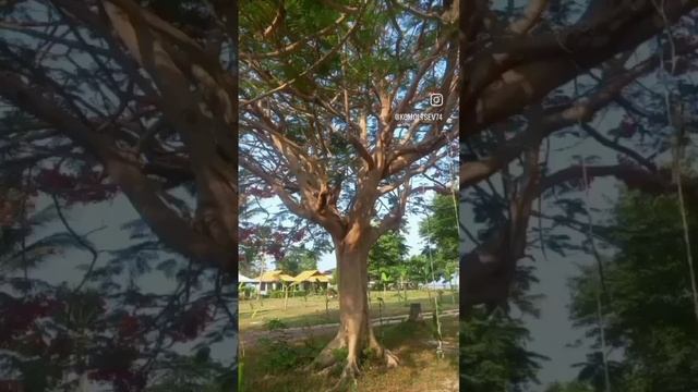 Делоникс королевский смотреть онлайн