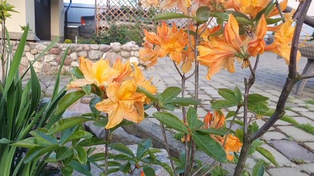 Цветение азалии GOLDEN LIGHTS / Azalia golden lights bloom смотреть онлайн
