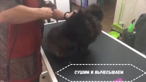 Тримминг собак и его разновидности, экспресс линька. Какой собака станет. За кулисами груминг салон