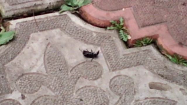 Таракан танцует брекданс смотреть онлайн