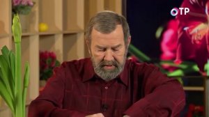 Гиппеаструм – пересадка и лечение загнивших луковиц