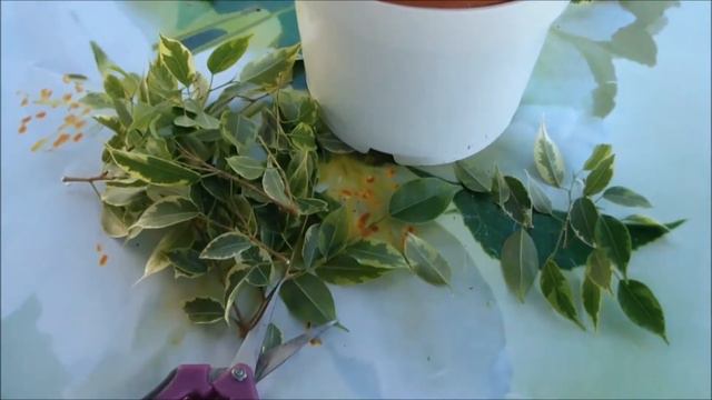 How to Care for Ficus Benjamina смотреть онлайн