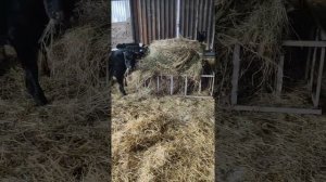 Ангар под беспривязное содержание КРС