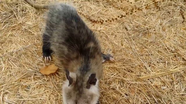 Wild Opossum Playing Dead (Fremont, California) смотреть онлайн