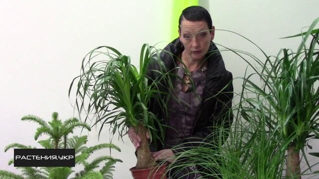 Нолина (бокарнея) или бутылочное дерево уход в домашних условиях смотреть онлайн