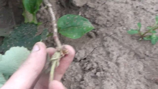 Как правильно вырастить рассаду, клубники из усов. Размножение клубники усами Способ №1 смотреть онлайн