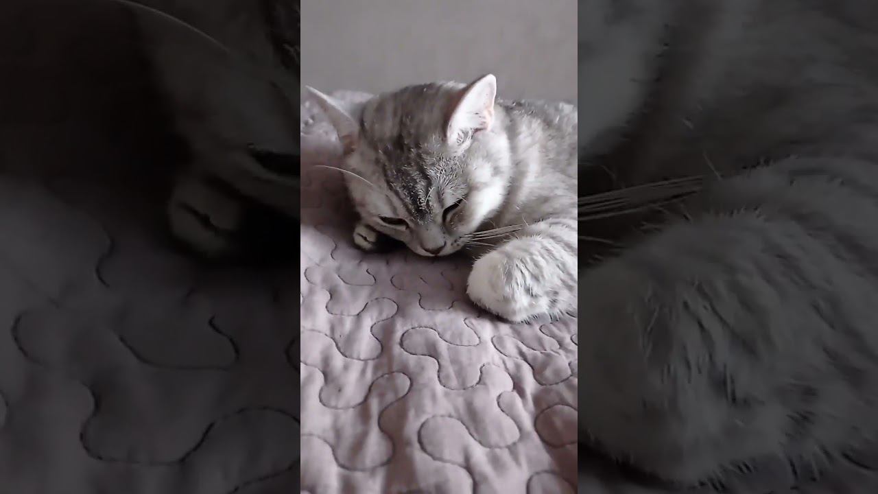 Милый котик #Shorts смотреть онлайн