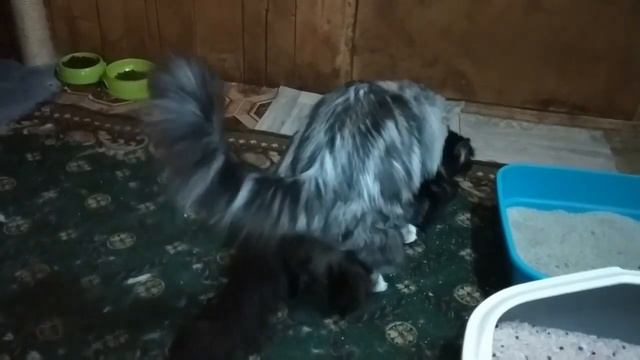 Вязка Мейн-кунов смотреть онлайн