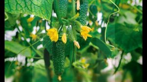 Обзор сорта огурцов "Арктика" (характеристики, свойства, фото)