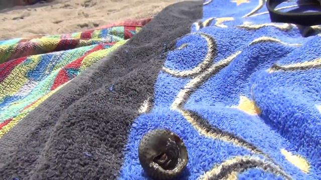 Ибица, рак-отшельник смотреть онлайн