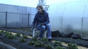Три способа посадки клубники на спанбонде.  Уход за клубникой.