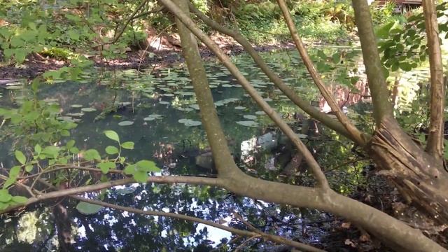 Стихи "Тихими шагами листья шелестят" смотреть онлайн