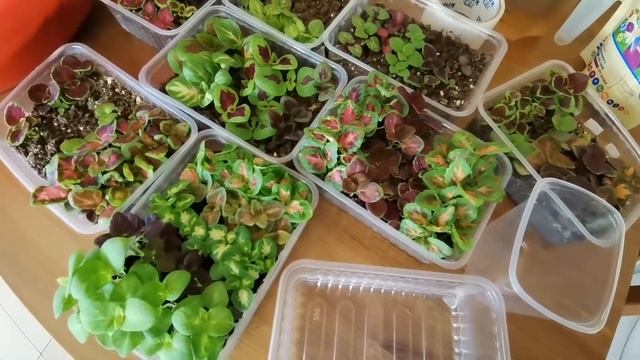 Яркие колеусы. Букетная посадка - пикировка, 36 сортов, рассадные ёмкости, состав и качество грунта смотреть онлайн