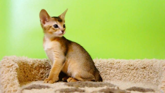 Абиссинский котик