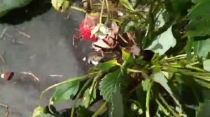 клубника Ирма в сентябре