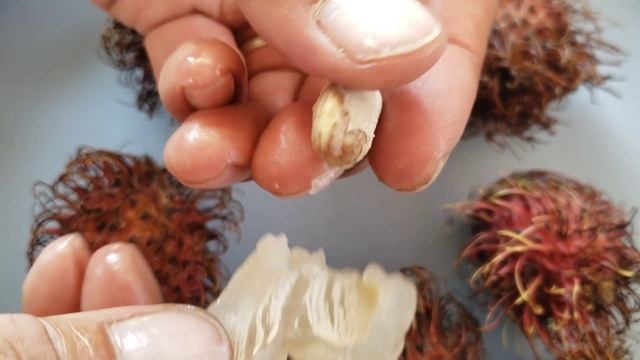 How to grow rambutan from seeds - Desert Adventure смотреть онлайн