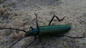 Зеленый жук! Большой зеленый жук! зеленый блестящий жук