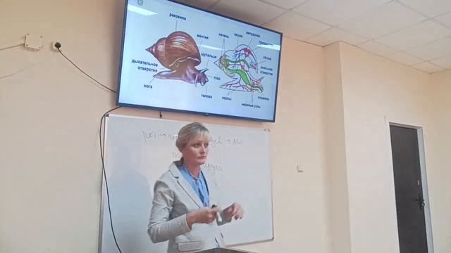 Тип Моллюски. Тип Кольчатые черви смотреть онлайн