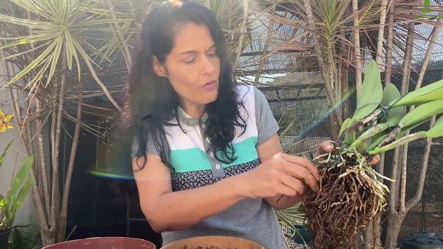 DICAS PRÁTICAS DA ANA: Replante sua Orquídea na brita смотреть онлайн