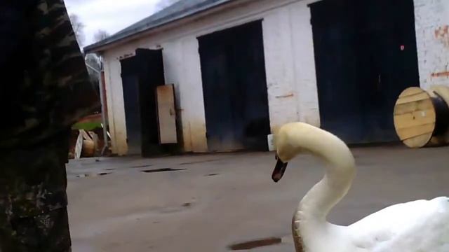 Одинокая лебедь. смотреть онлайн