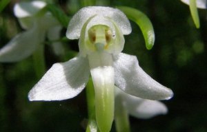 Любка - ночная фиалка РЕЛАКС АРТ-ТЕРАПИЯ ИМПРОВИЗАЦИЯ композитор Виктор Анохин #музыка #piano #цветы