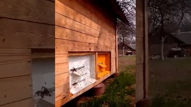 АграЭкаСядзiба У хутарской цiшы / АгроЭкоУсадьба В хуторской тиши, Вишневичи, сон на улье смотреть онлайн