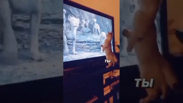 Рекламные кабинеты Bigo Ads от Traffic Light