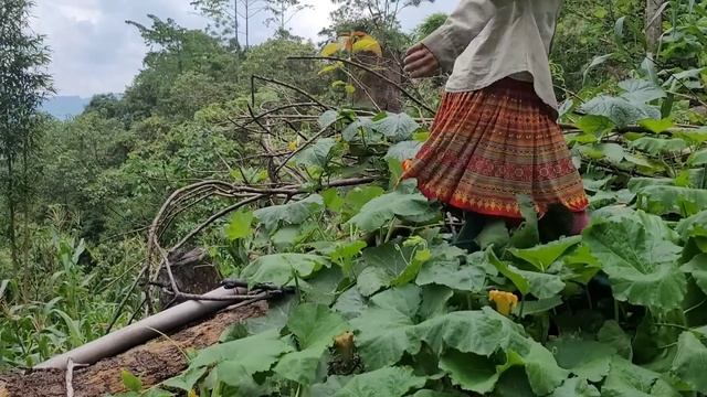 My parents cook sticky rice and go to pick squash, break boiled corn to eat смотреть онлайн