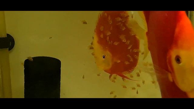 #DISCUS#ДИСКУС#Кому нужен КРАСНЫЙ ВАЛЕНТИН? смотреть онлайн