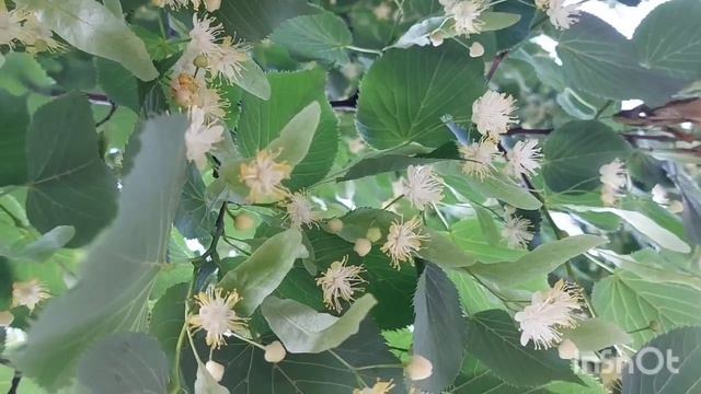 Липа. Полезные свойства и сферы применения. смотреть онлайн