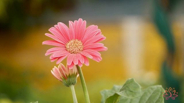 Нежная лечебная музыка здоровья и для успокоения нервной системы, глубокого релакса #63 смотреть онлайн