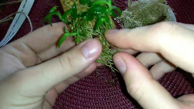 Epidendrum Porpax решила подобрать корни и подложить мох