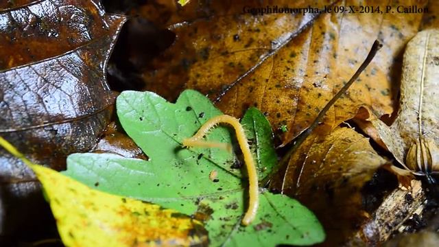 Geophilomorpha. смотреть онлайн