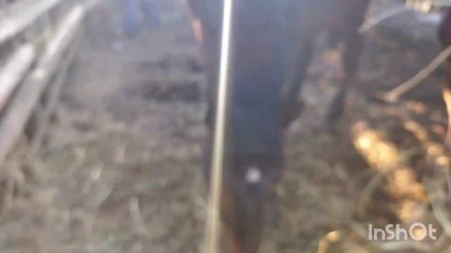 ЛОШАДИКОБЫЛА ЛИТОВСКИЙ ТЯЖЕЛОВОЗ ОТ ЖЕРЕБЦА БАСТИОНАmare  from stallion Bastion