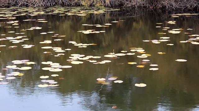 Щука в октябре.Уха из щуки. Ловля щуки на спиннинг.