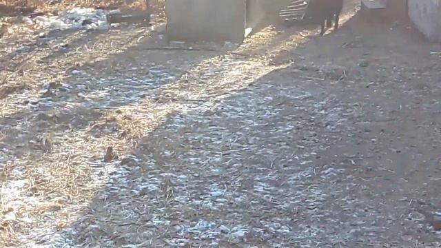 Кабан гоняет козла Тимурита Приморский Сафари парк Приморский край город Артём Шкотово 2019 г. смотреть онлайн