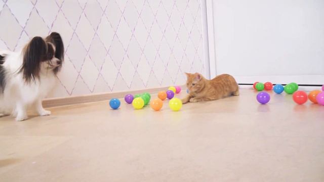 Вечеринка с Шариками у Веселого ЮКИ! смотреть онлайн