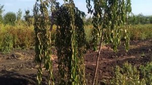 Черешня подшёрстная плакучая Pendula | Plante.md