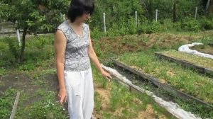 Лучший способ посадки моркови и свеклы. 100% всхожесть из семян.