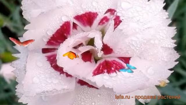 Гвоздика перистая Ине (gvozdika-peristaya-ine) ? гвоздика Ине обзор: как сажать саженцы гвоздики Ин смотреть онлайн