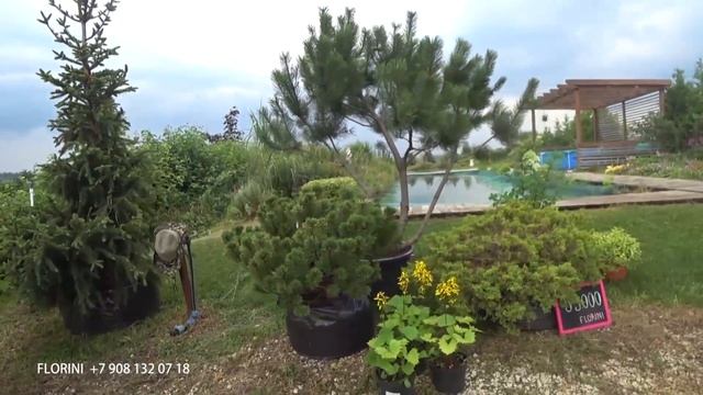 Клумба с хвойными СОСНЫ ГОРНЫЕ МОЖЖЕВЕЛЬНИК ГОРТЕНЗИЯ и др смотреть онлайн