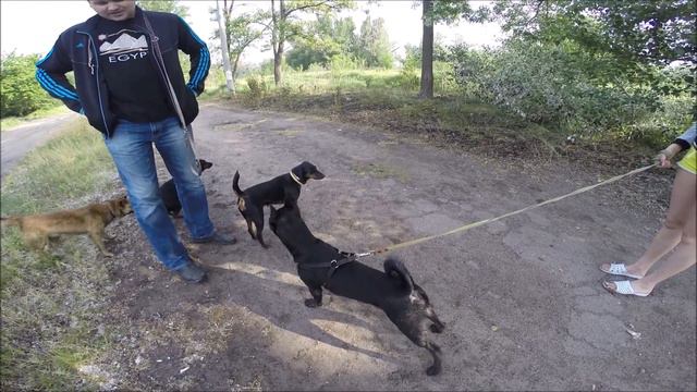 Амстаффтерьер и Ягдтерьеры / Amstaffterrier And Jagdterrier