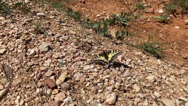Высота Горная, Севастополь 12.05.22 смотреть онлайн