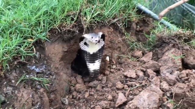 Вот Как Выбирают КОБРУ на Змеиное Шоу. смотреть онлайн