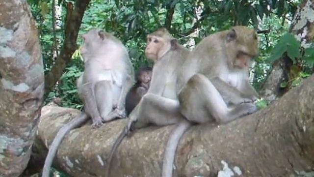 Камбоджа. Обезьяны Ангкора смотреть онлайн